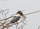 RAW 1356-ringed kingfisher