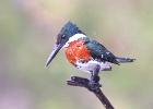 RAW 1372-green kingfisher