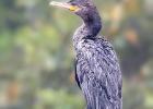 RAW 1378-neotropic cormorant