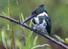 RAW 1415-amazon kingfisher