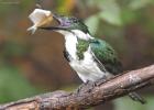RAW 1430-amazon kingfisher