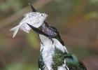 RAW 1444-amazon kingfisher