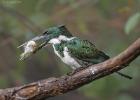 RAW 1452-amazon kingfisher