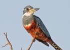 RAW 1478-ringed kingfisher