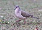 RAW 1556-picui ground dove