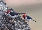 RAW 1580-red capped cardinal