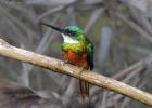 RAW 1589-rufous tailed jacamar