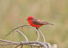 RAW 1615-vermillion flycatcher