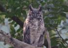 RAW 1646-great horned owl