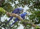 RAW 1673-hyacinth macaw