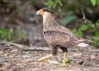 RAW 1709-crested caracara