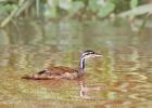 RAW 1731-sun grebe