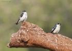 RAW 1764-white winged swallow