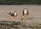 RAW 1775-black skimmer