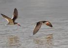 RAW 1805-black skimmer