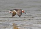 RAW 1807-black skimmer