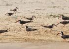 RAW 1848-black skimmer