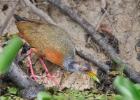 RAW 2069--gray necked wood-rail