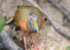 RAW 2073-gray necked wood-rail