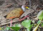 RAW 2078-gray necked wood-rail