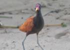 RAW 2114-wattled jacana