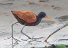 RAW 2117-wattled jacana