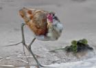 RAW 2133-immature jacana