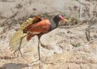 RAW 2143-wattled jacana