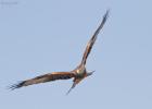 01-red kite- harewood