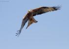 02-red kite- harewood