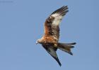 03-red kite- harewood