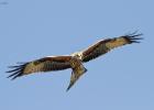 04-red kite- harewood