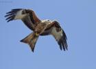 05-red kite- harewood