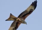 06-red kite- harewood