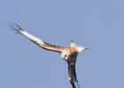 07-red kite- harewood