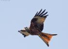 14-red kite- harewood