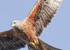 red kites