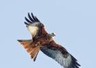 17-red kite- harewood