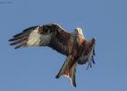 18-red kite- harewood