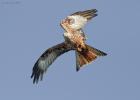 19-red kite- harewood